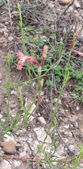 Oenothera hexandra