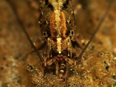 Nesomachilis