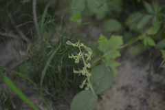 Neottia convallarioides