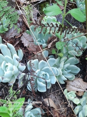 Echeveria elegans