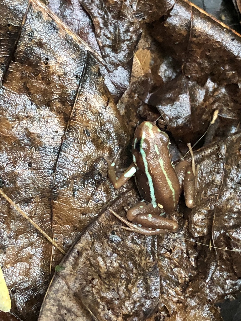 Anthony's Poison Arrow Frog in July 2022 by dagdagdiya · iNaturalist