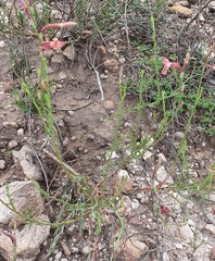 Oenothera hexandra