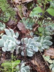 Echeveria elegans
