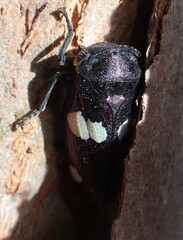 Eurymela distincta