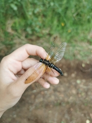 Somatochlora graeseri