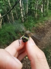 Somatochlora graeseri