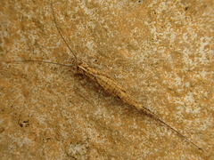 Nesomachilis