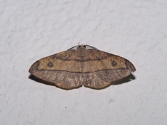 Hypochrosis hyadaria