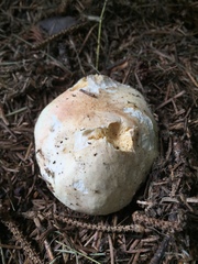 Russula stricklandiorum