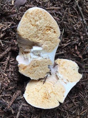 Russula stricklandiorum