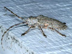 Rhytiphora neglecta