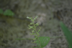 Neottia convallarioides