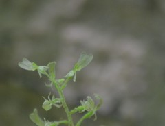 Neottia convallarioides