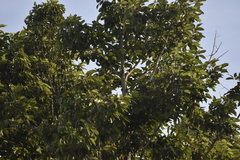 Dipterocarpus retusus