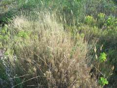 Pseudopentameris macrantha