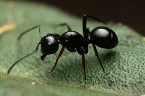 Polyrhachis pilosa