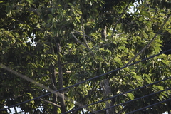 Dipterocarpus retusus