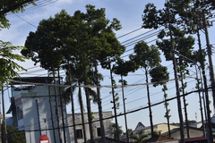 Dipterocarpus retusus