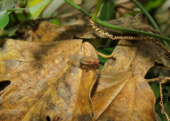 Rhagadolyra handlirschi