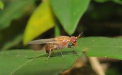 Rhagadolyra handlirschi