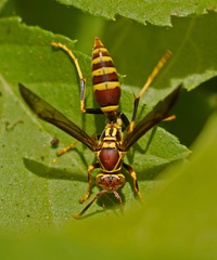 Polistes exclamans