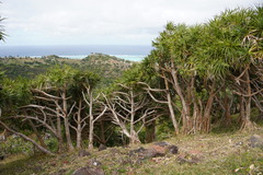 Pandanus heterocarpus