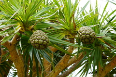 Pandanus heterocarpus