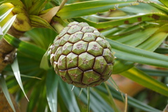 Pandanus heterocarpus