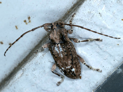 Oricopis umbrosus