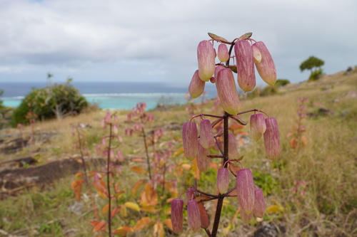 Kalanchoe pinnata image