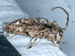 Oricopis umbrosus