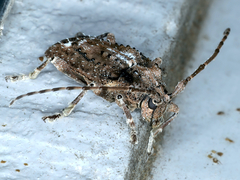 Oricopis umbrosus