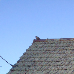 Streptopelia chinensis