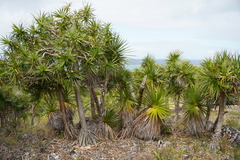Pandanus heterocarpus