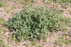 Atriplex muelleri