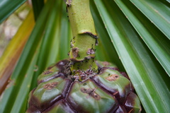 Image of Pandanus heterocarpus