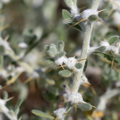 Sclerolaena birchii