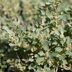 Atriplex muelleri