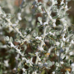 Sclerolaena birchii