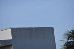 Passer montanus malaccensis