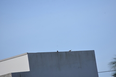 Passer montanus malaccensis