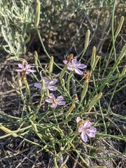 Lygodesmia juncea