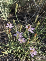 Lygodesmia juncea