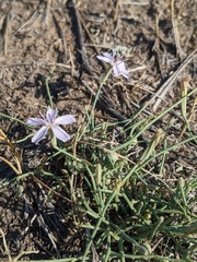 Lygodesmia juncea
