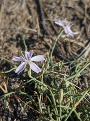 Lygodesmia juncea