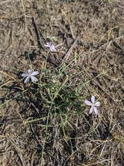 Lygodesmia juncea