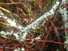 Austroparmelina pseudorelicina