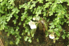 Phinaea multiflora