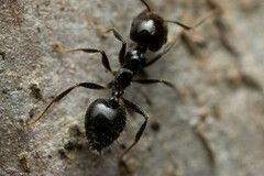 Crematogaster laeviceps