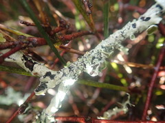 Austroparmelina pseudorelicina